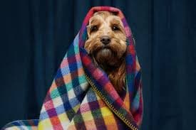 Wool Dog Blanket